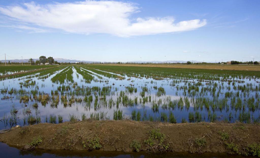 Mi Apartamento en el Delta del Ebro Deltebre Exterior foto